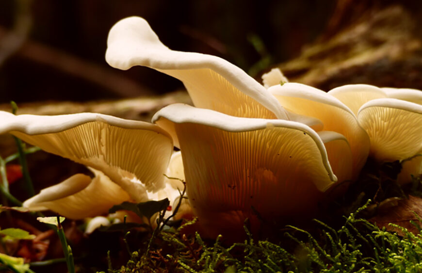 The Magic of Mushrooms in Skincare